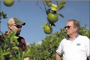  ?? Fred Gmitter, AP/FEDERICA NARANCIO ?? a geneticist at the University of Florida Citrus Research and Education Center, right, visits a citrus grower in an orange grove affected by citrus greening disease in Fort Meade, Fla., in September.