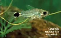  ?? ?? Corydoras hastatus is a tetra mimic.