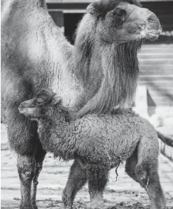  ?? Foto: dpa/Armin Weigel ?? Erst Kaninchen, dann Ponys – danach kamen Kamele nach Altreetz.