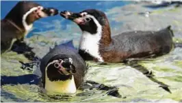  ?? Photo courtesy Moody Gardens ?? After a $37 million renovation this spring, Moody Gardens will unveil the renovated Aquarium Pyramid with new Humboldt penguins on May 27.