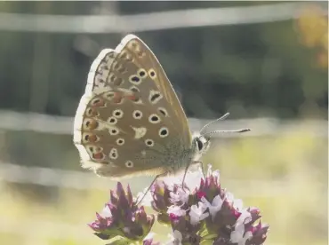  ?? PICTURE: DANIEL GREENWOOD ?? An Adonis blue butterfly in the South Downs