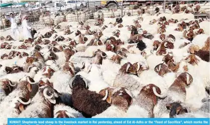  ?? — Photo by Yasser Al-Zayyat ?? KUWAIT: Shepherds lead sheep to the livestock market in Rai yesterday, ahead of Eid Al-Adha or the “Feast of Sacrifice”, which marks the end of the hajj.