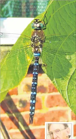  ?? Pictures: Ted Prangnell/Dave Downey ?? Ted Prangnell spotted this dragonfly on his runner beans