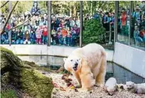  ?? Foto: dpa ?? Eisbären haben im Zoogehege häufig nicht genug Platz. In der Wildnis bringen diese Tiere täglich bis zu 50 Kilometer hinter sich.