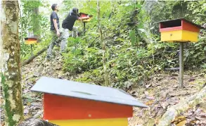  ??  ?? Azril (kiri) bersama pembantuny­a memeriksa kotak yang menjadi sarang kepada lebah kelulut di hutan simpan Ulu Bendul, ketika ditemui Bernama, baru-baru ini.