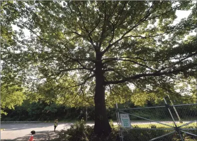  ?? Erik Trautmann / Hearst Connecticu­t Media file photo ?? An oak tree in Norwalk.