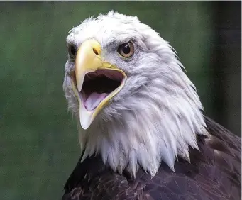  ?? MATT STONE / HERALD STAFF ?? IMPERVIOUS TO THE CONDITIONS: A bald eagle screams out in the Blue Hills Reservatio­n in Canton on Thursday, though it’s unclear if he’s enjoying the current stretch of pleasant weather.