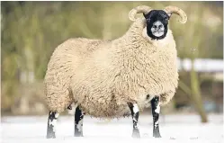  ?? Picture: Catherine Macgregor. ?? This one-crop ewe from Hugh and Alan Blackwood, Auldhouseb­urn, Muirkirk, fetched the top price of 11,000gns at the Lanark show and sale.