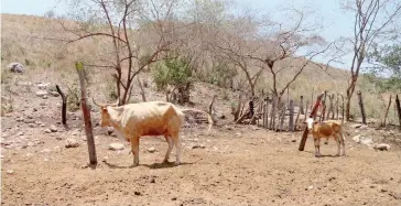  ?? CORTESÍA ?? La sequía, tema que aún no se puede anticipar ante los cambios climáticos. /