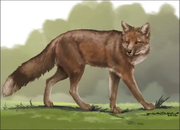 ?? JORGE BLANCO / THE NEW YORK TIMES ?? An artist’s rendering depicts Dusicyon avus, an extinct fox. Dusicyon and other similar animals were an important part of early South American communitie­s, a new study has found.