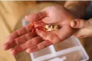  ?? ?? Drew Ames, videograph­er of the expedition, holds a Cordyceps nidus, a newly described species in 2017 that fruits on a trap door spider.