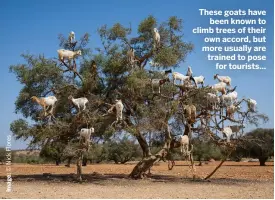  ?? ?? These goats have been known to climb trees of their own accord, but more usually are trained to pose for tourists…