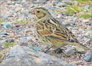  ?? BRUCE MACTAVISH PHOTO ?? A Lapland longspur with a berry juice stained face pauses from its ground feeding activities to look back at the man with the camera making sure it was still safe to continue feeding.