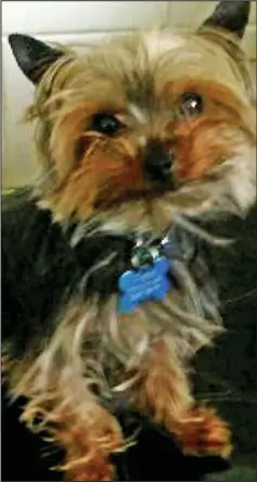  ??  ?? Savaged: Yorkshire terrier Roo had to be put down