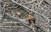  ?? JAY WESTCOTT/THE (LYNCHBURG) NEWS & ADVANCE ?? Trees are cut and removed in March to clear a route for the proposed Atlantic Coast Pipeline in Wintergree­n, Va.