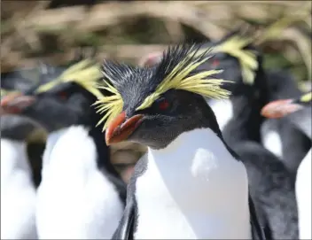  ?? TRUST VIA AP
ANDY SCHOFIELD/PEW CHARITABLE ?? Northern rockhopper penguins on the island of Tristan da Cunha in the South Atlantic. Tristan da Cunha, an island with 245 permanent residents, has created a marine protection zone to safeguard wildlife in an area of the South Atlantic three times the size of the United Kingdom.