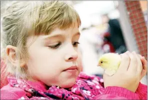  ??  ?? Five-year-old Ellie Lien from Torbay holds a one-day-old chick at the chicken hatchery set up at the show.