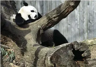 Pressreader Jawa Pos 2017 02 24 Bao Bao Mudik Ke Chengdu