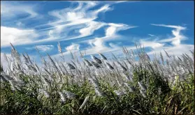  ?? ALLEN EYESTONE / THE PALM BEACH POST ?? Local producers of sugar, such as this cane growing near Pahokee, support the federal agreement.