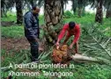  ?? A palm oil plantation in Khammam, Telangana ??