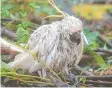  ??  ?? STRIPPED: A bare cockatoo