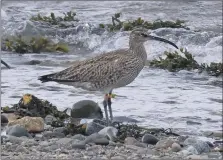  ?? Photograph: Joan Thomson. ?? Whimbrel A2. This bird was ringed in Kildonan in 2017 and it has returned to the same shore each year since then.