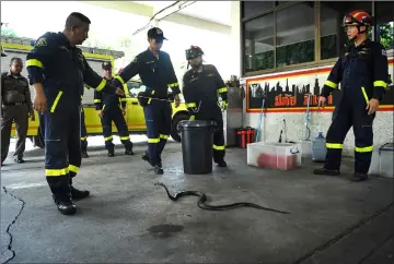  ??  ?? Thai firefighte­rs observing a cobra during a snake-catching training session.