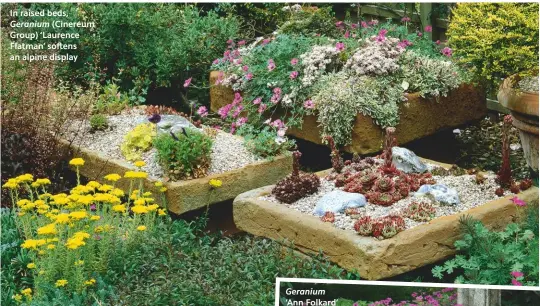  ??  ?? In raised beds, Geranium (Cinereum Group) ‘Laurence Flatman’ softens an alpine display