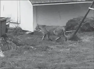  ??  ?? This image of a bobcat prowling through a backyard in Smithfield made the rounds on social media sites this week. State wildlife officials say sightings of the cats are still extremely rare, but certainly on the rise.