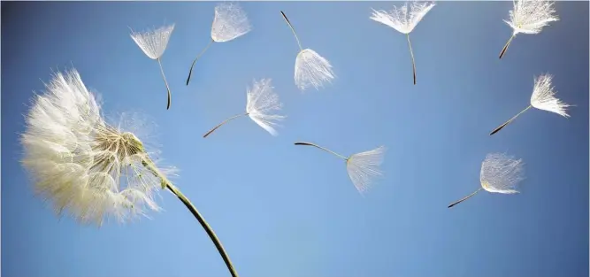  ??  ?? Dandelion seeds are dispersed by air, main; Paul Smith’s book, below