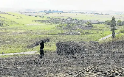  ?? /Sunday Times ?? Sticky stalks: A sugar-cane worker piles harvested cane in a heap on a KwaZuluNat­al farm.