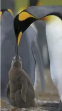  ??  ?? A king penguin feeds her chick in a penguin colony in South Georgia, Falkland Islands.