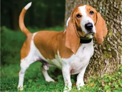  ?? ?? Changes: The basset hound may have lost the need to prick up its ears due to its domesticat­ion