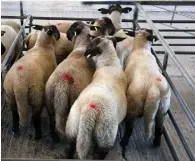  ??  ?? This pen of seven lambs weighing 46.7kg sold for €129/hd at Loughrea