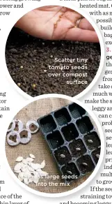  ??  ?? Scatter tiny tomato seeds over compost surface
Press large seeds into the mix
