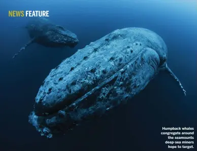  ??  ?? Humpback whales congregate around the seamounts deep-sea miners hope to target.