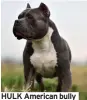  ?? ?? HULK American bully