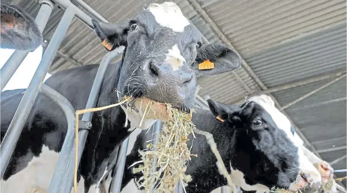  ??  ?? Sistema. La estabulaci­ón de vacas lecheras se aceleró en los últimos meses en la Argentina. Ya son más de 50 los tambos que utilizan esta modalidad, en diferentes variantes.