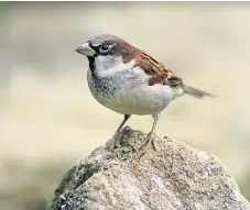  ?? Picture: PA. ?? Close to half a million people are expected to take part in the Big Garden Birdwatch, identifyin­g birds such as the house sparrow.