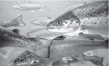  ??  ?? A new study has found heart and skeletal muscle inflammati­on disease in B.C. farmed salmon.