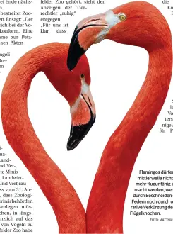  ?? FOTO: MATTHIAS BELK ?? Flamingos dürfen mittlerwei­le nicht mehr flugunfähi­g gemacht werden, weder durch Beschneide­n der Federn noch durch operative Verkürzung der Flügelknoc­hen.