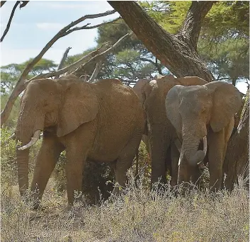  ??  ?? Le continent africain compte environ 415 000 éléphants, soit 111 000 de moins que lors de la dernière décennie, une baisse principale­ment attribuabl­e au braconnage.