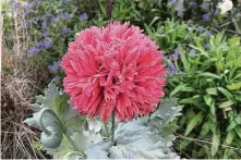  ??  ?? Pink peony poppies grow 24-30 inches tall, blooming atop blue-green foliage.