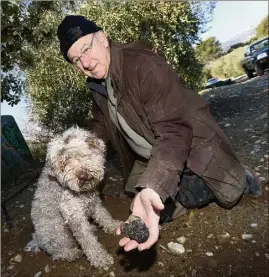  ?? (Photo d’archive S.B.) ?? Michel Santinelli, président de la fédération régionale des trufficult­eurs, est installé près de Cagnes-sur-Mer.