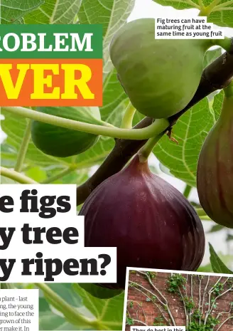  ?? ?? Fig trees can have maturing fruit at the same time as young fruit