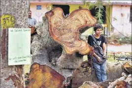  ?? SANCHIT KHANNA/HT FILE PHOTO ?? In neighbouri­ng Delhi, indiscrimi­nate tree felling had drawn outrage of environmen­t activists in recent weeks and spurred the ‘Delhi for Trees’ campaign.