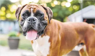  ?? MEDITERRÁN­EO ?? ▶▶ Imagen de archivo de un perro de la raza bóxer, como el que protagoniz­ó el ataque a la niña en Asturias.