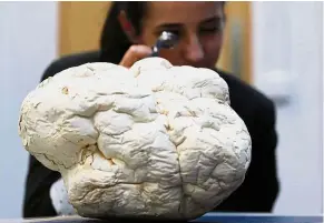  ??  ?? Underappre­ciated: Scientist Laura Martinez-Suz examining the Calvatia Gigantea fungus, one of the biggest and once also called puffball, at Kew Gardens’ fungarium in London. —