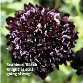  ??  ?? Scabious ‘Black Knight’ is still going strong!