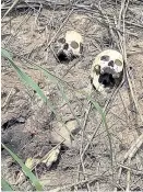  ?? Foto: Reuters ?? Fast täglich werden in der KasaiRegio­n Massengräb­er gefunden.